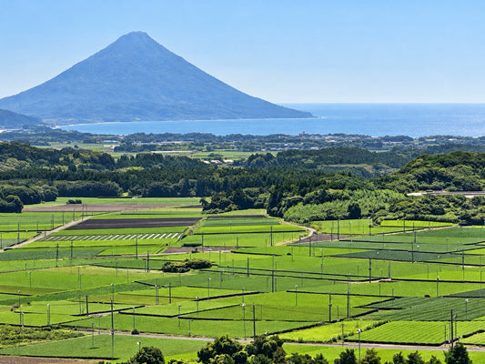 Britain and Kagoshima A Remarkable Connection